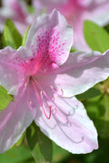  George L. Taber Southern Indica Azalea - 3 Gallon Pot
