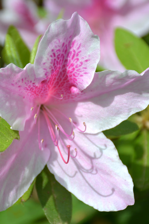  George L. Taber Southern Indica Azalea - 1 Gallon Pot