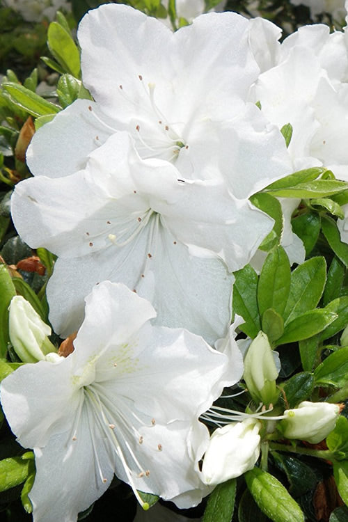  Girard's Pleasant White Azalea - 1 Gallon Pot