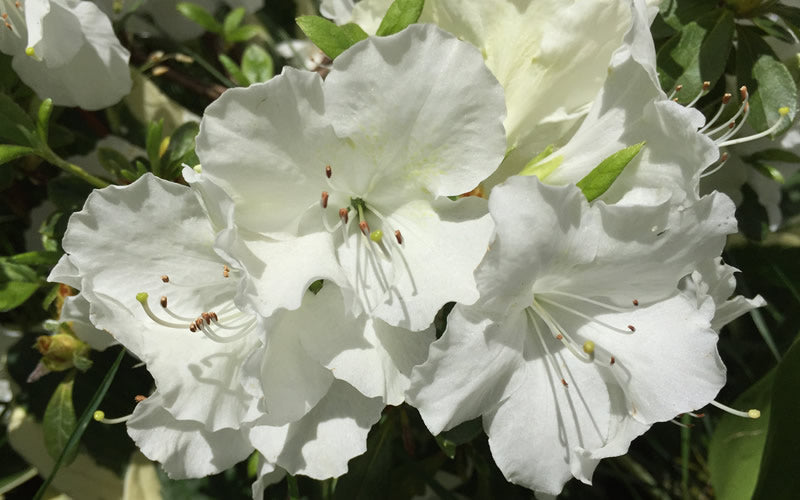  Girard's Pleasant White Azalea - 1 Gallon Pot