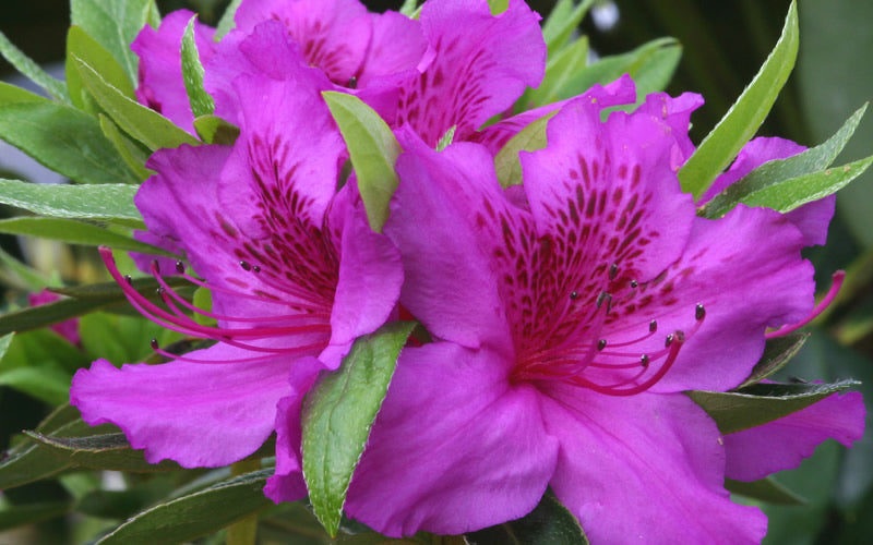  Herbert Azalea - 6 Pack Of 1 Gallon Pots