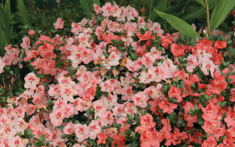  Hilda Niblett Azalea - 1 Gallon Pot