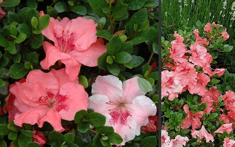  Hilda Niblett Azalea - 2 Gallon Pot 