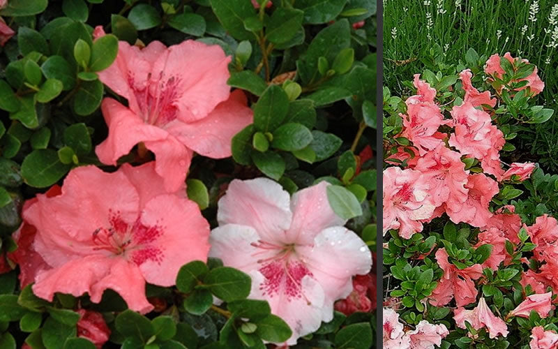  Hilda Niblett Azalea - 1 Gallon Pot