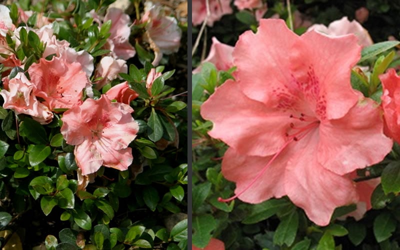  Hilda Niblett Azalea - 2 Gallon Pot 