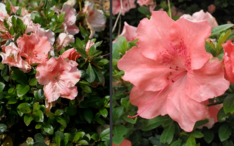  Hilda Niblett Azalea - 1 Gallon Pot