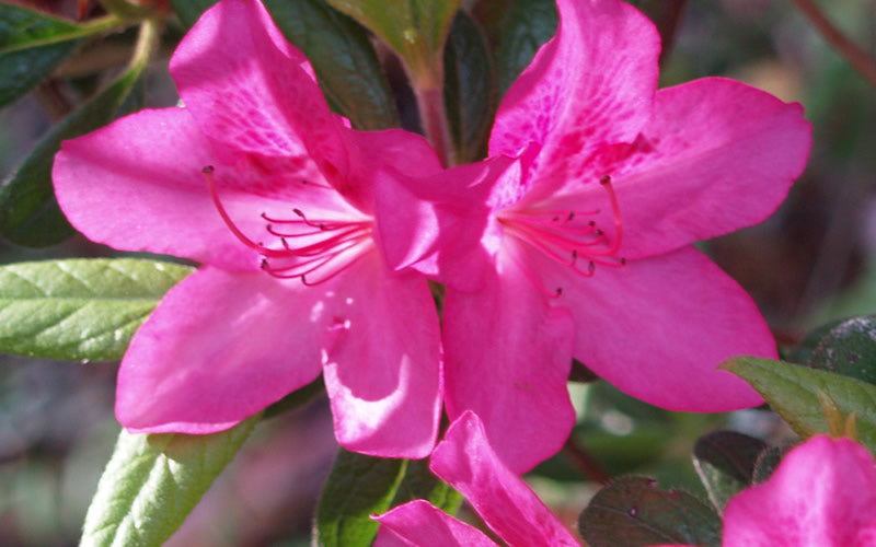  Judge Solomon Southern Indica Azalea - 1 Gallon Pot