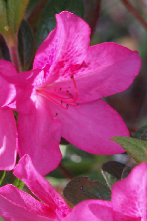  Judge Solomon Southern Indica Azalea - 1 Gallon Pot