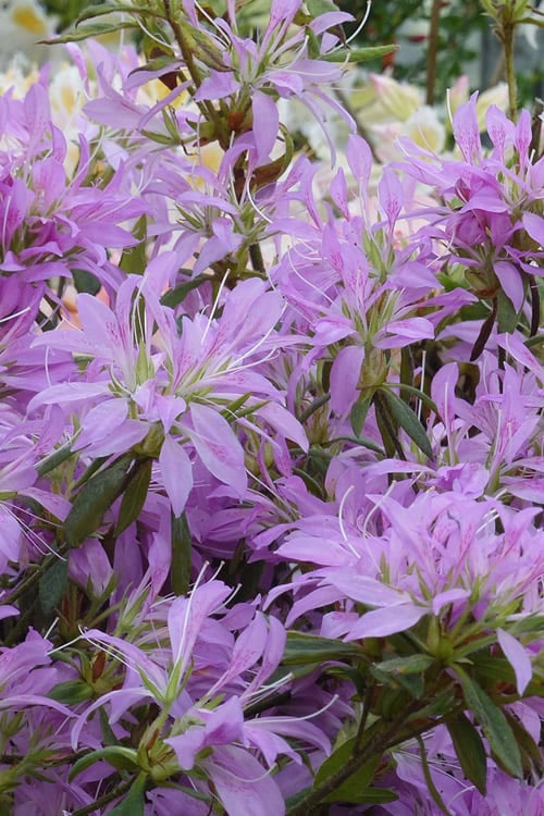  Koromo Shikibu Purple Spider Azalea - 6 Pack Of 1 Gallon Pots