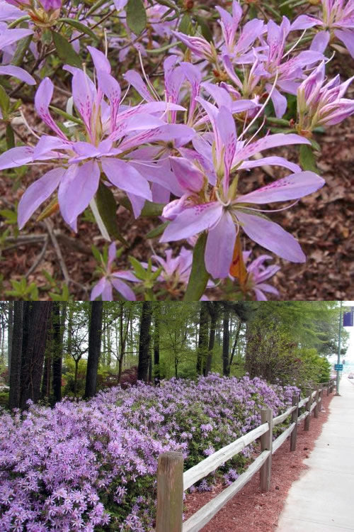  Koromo Shikibu Purple Spider Azalea - 1 Gallon Pot