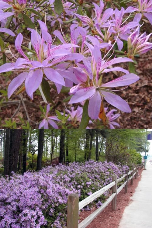  Koromo Shikibu Purple Spider Azalea - 6 Pack Of 1 Gallon Pots