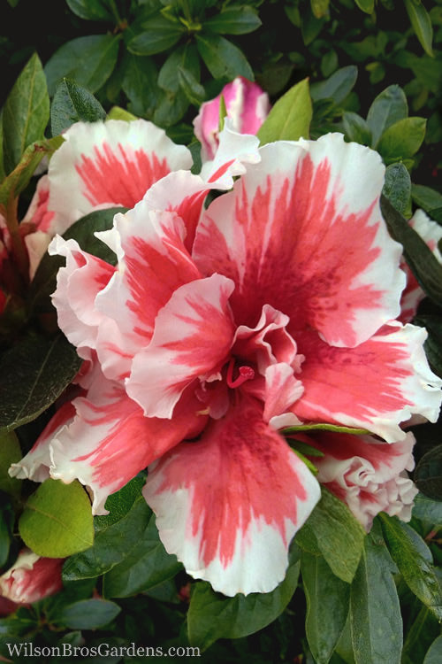  Mardi Gras Southern Indica Azalea - 3 Gallon Pot