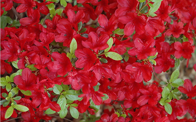  Midnight Flare Azalea - 2 Gallon Pot
