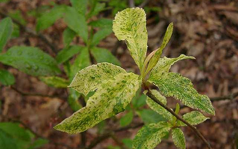  Dons Variegated Native Azalea - Rhododendron - 3 Gallon Pot