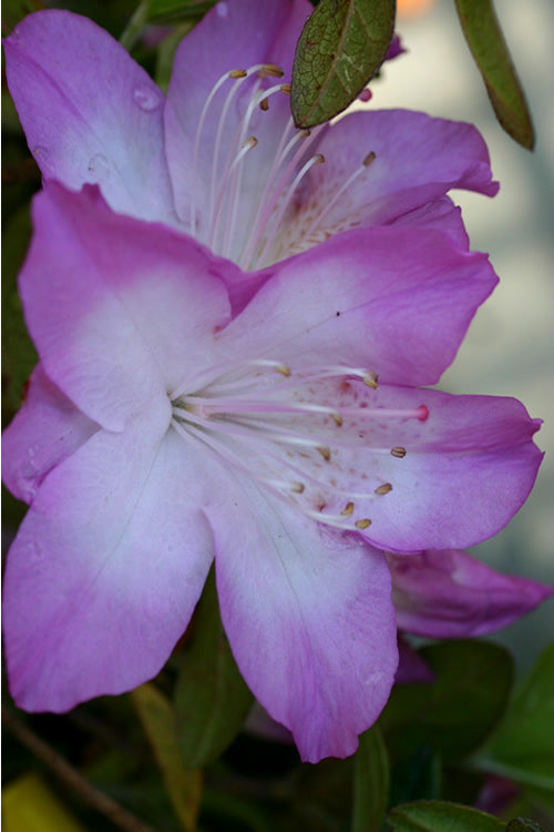 Nuccio's Voodoo Azalea - 6 Pack Of 1 Gallon Pots
