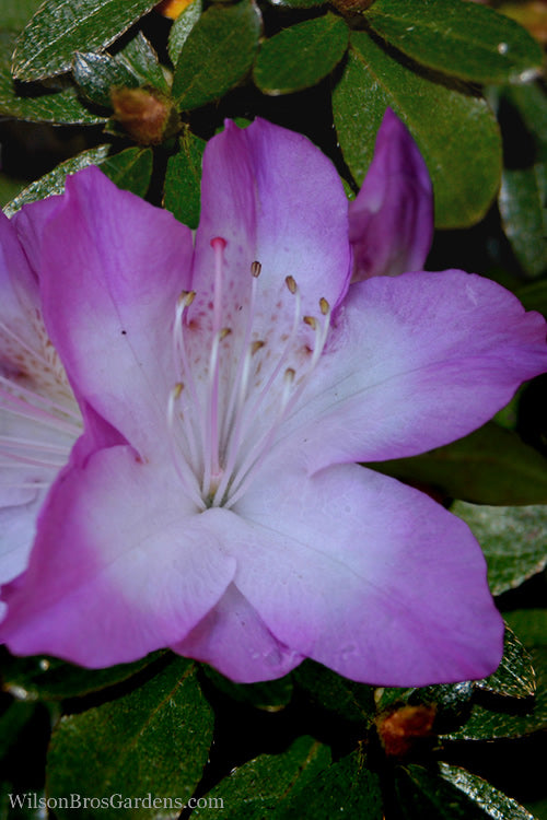  Nuccio's Voodoo Azalea - 6 Pack Of 1 Gallon Pots