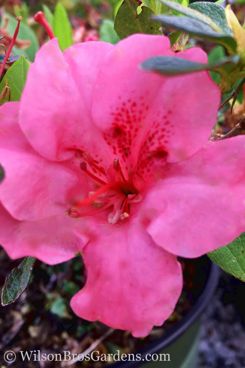 Pink Explosion Bloom 'N Again Azalea - 2 Gallon Pot