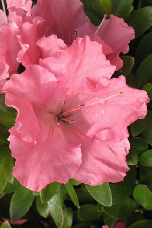  Gumpo Pink Dwarf Azalea - 2 Gallon Pot