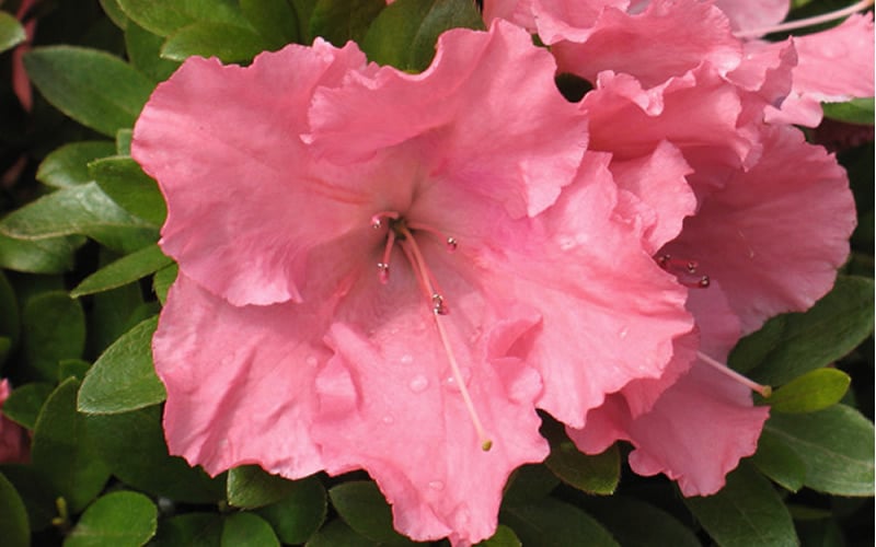  Gumpo Pink Dwarf Azalea - 2 Gallon Pot