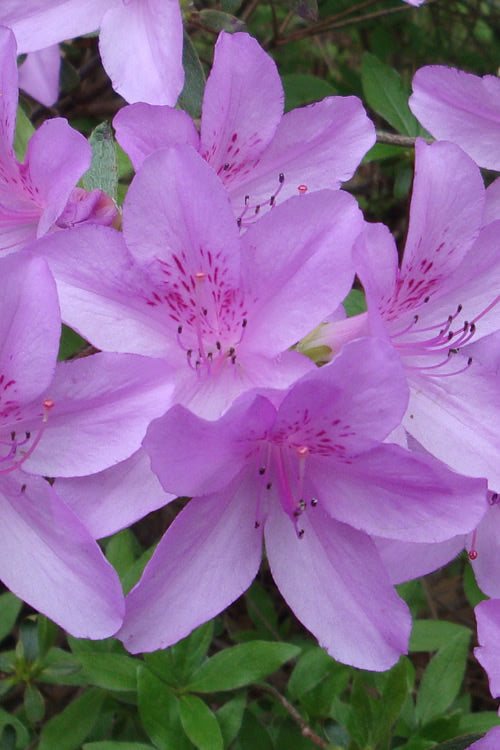 Poukhanense Lavender Azalea - 1 Gallon Pot