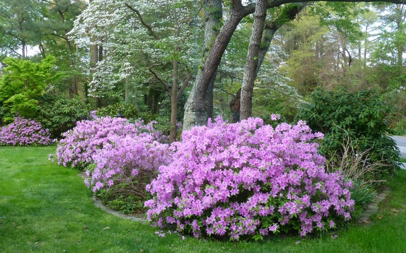 Poukhanense Lavender Azalea - 1 Gallon Pot