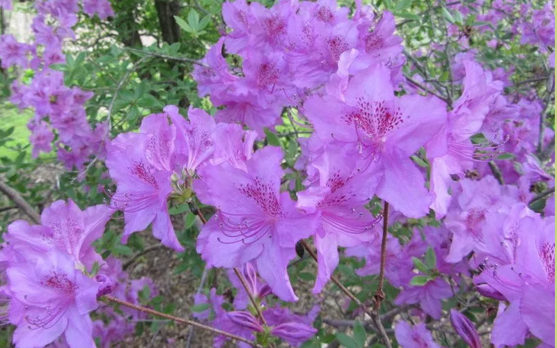  Poukhanense Lavender Azalea - 1 Gallon Pot
