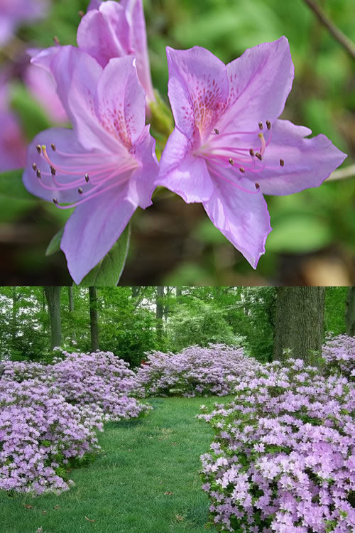  Poukhanense Lavender Azalea - 1 Gallon Pot