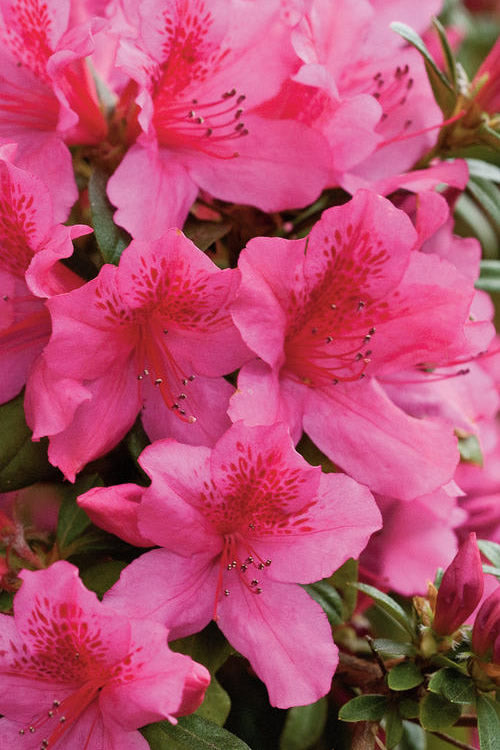  Pride Of Mobile Azalea - 1 Gallon Pot