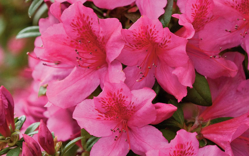  Pride Of Mobile Azalea - 1 Gallon Pot