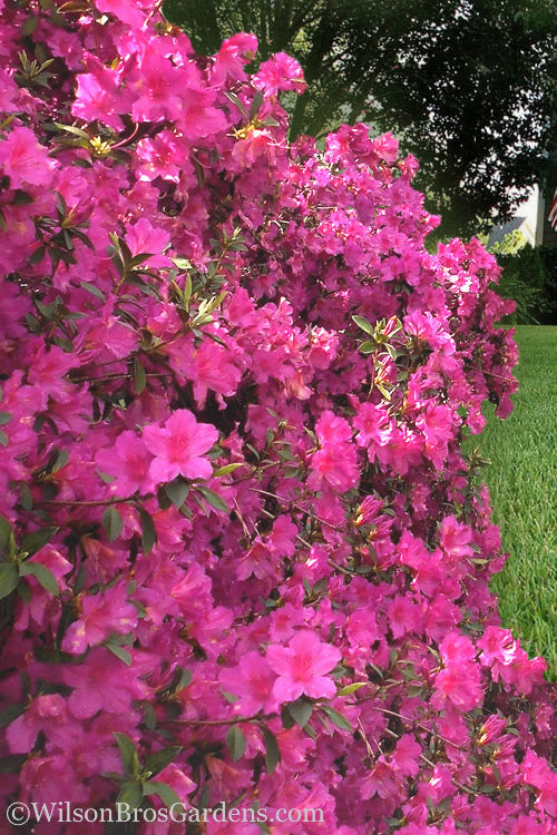  Pride Of Mobile Azalea - 1 Gallon Pot