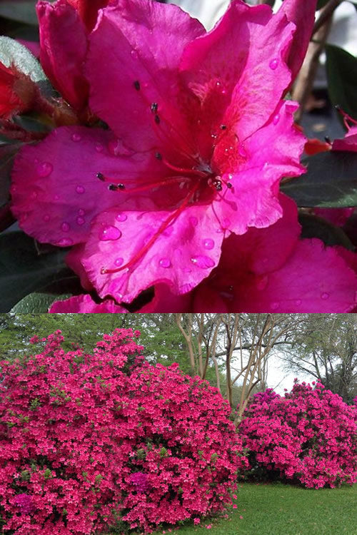  Red Formosa Azalea - 3 Gallon Pot
