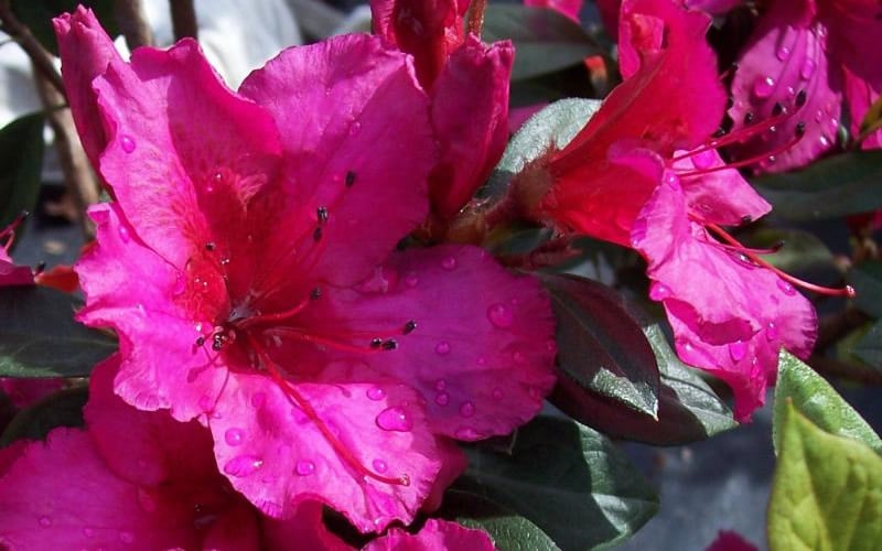  Red Formosa Azalea - 1 Gallon Pot