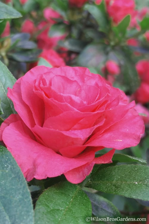  Rosebud Azalea - 2 Gallon Pot