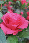  Rosebud Azalea - 6 Pack Of 1 Gallon Pots