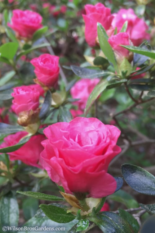  Rosebud Azalea - 1 Gallon Pot