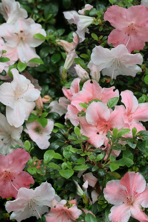  Sir Robert Dwarf Azalea - 6 Pack Of 1 Gallon Pots