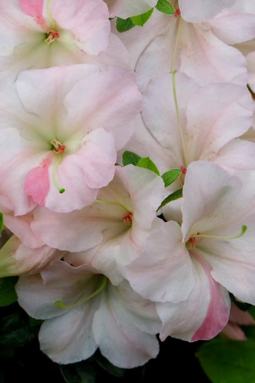  Sir Robert Dwarf Azalea - 6 Pack Of 1 Gallon Pots