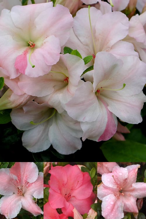  Sir Robert Dwarf Azalea - 6 Pack Of 1 Gallon Pots