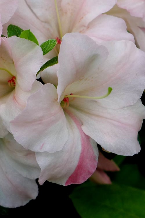 Sir Robert Dwarf Azalea - 3 Gallon Pot