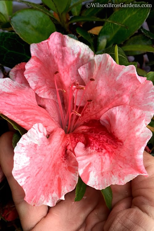  Tama No Hada Azalea - 3 Gallon Pot