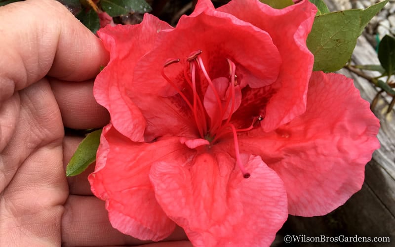  Tama No Hada Azalea - 1 Gallon Pot