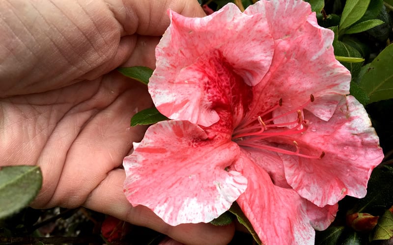  Tama No Hada Azalea - 3 Gallon Pot