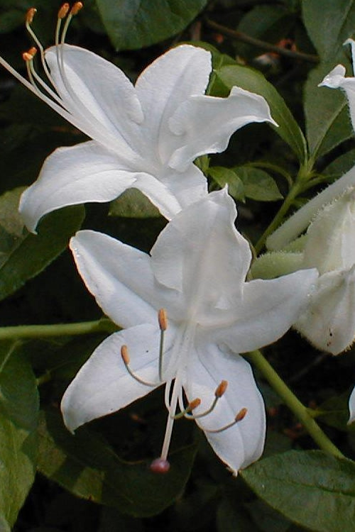  Texas Azalea (Rhododendron Oblongifolium) - 1 Gallon Pot