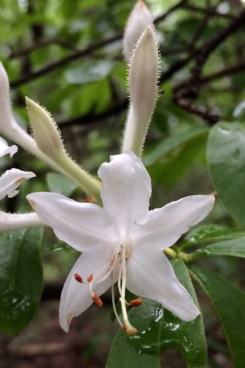  Texas Azalea (Rhododendron Oblongifolium) - 3 Gallon Pot