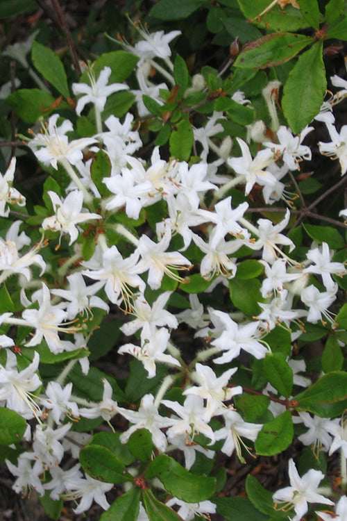  Texas Azalea (Rhododendron Oblongifolium) - 1 Gallon Pot