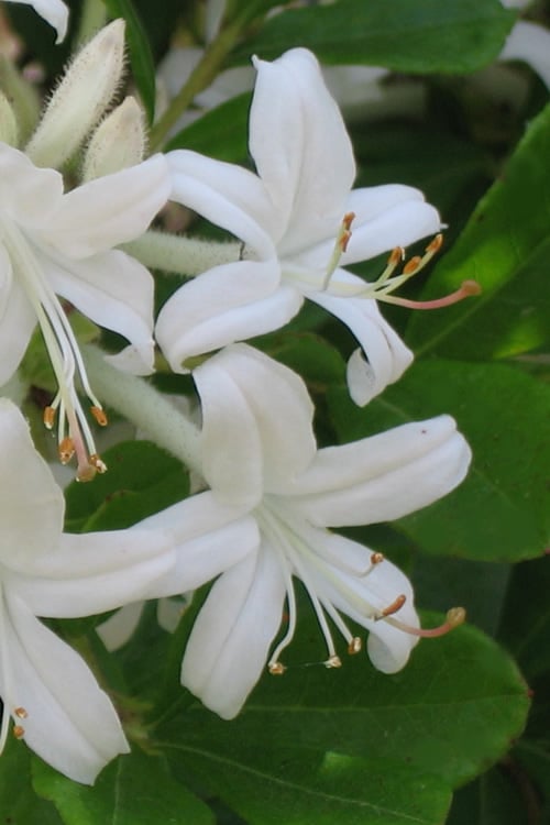  Texas Azalea (Rhododendron Oblongifolium) - 3 Gallon Pot