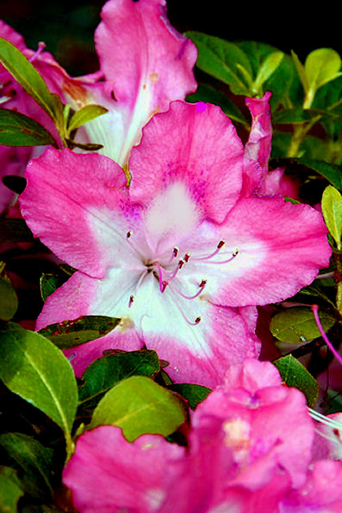  Vibrant Azalea (Harris Hybrid) - 1 Gallon Pot