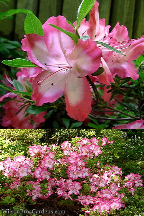  Vibrant Azalea (Harris Hybrid) - 6 Pack Of 1 Gallon Pots