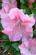  Watchet Dwarf Pink Azalea - 1 Gallon Pot