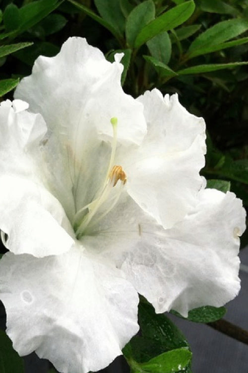  Gumpo White Dwarf Azalea - 1 Gallon Pot
